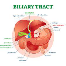 Pancreatic Biliary Disease Treatment